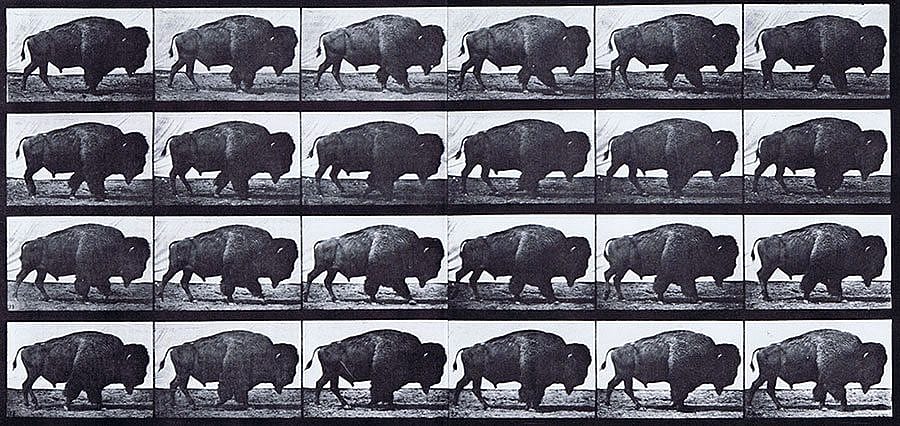 Animal Locomotion, Eadweard Muybridge, Plate 699, 1887. Black and white serial print with 24 views of a walking buffalo.