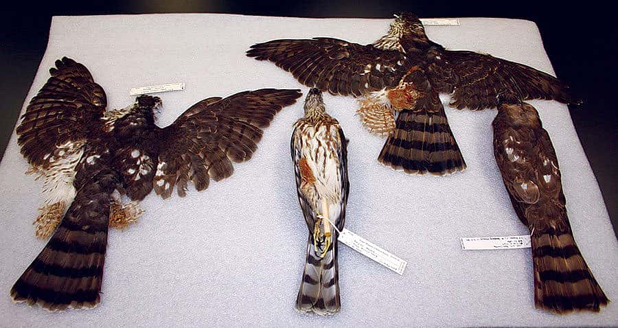 Four Cooper's hawks. DRA.304.182, 183, 185, 186
