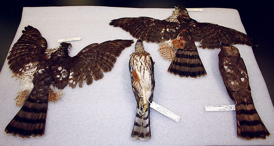 Four Cooper's hawks. DRA.304.182, 183, 185, 186
