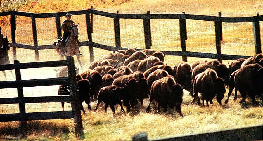 Corralling bison. Denver Museum of Natural History Photo Archives, Van Wormer Collection.