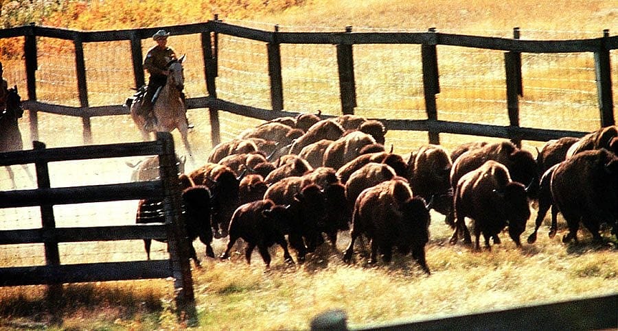 Corralling bison. Denver Museum of Natural History Photo Archives, Van Wormer Collection.
