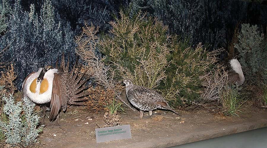 Male sage grouse compete for the attention of females in this dramatic spring ritual recreated in the Draper.