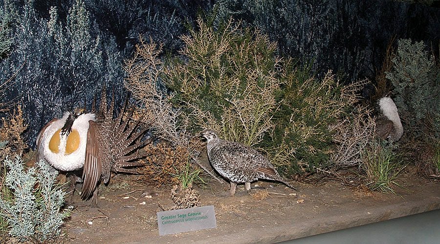 Male sage grouse compete for the attention of females in this dramatic spring ritual recreated in the Draper.