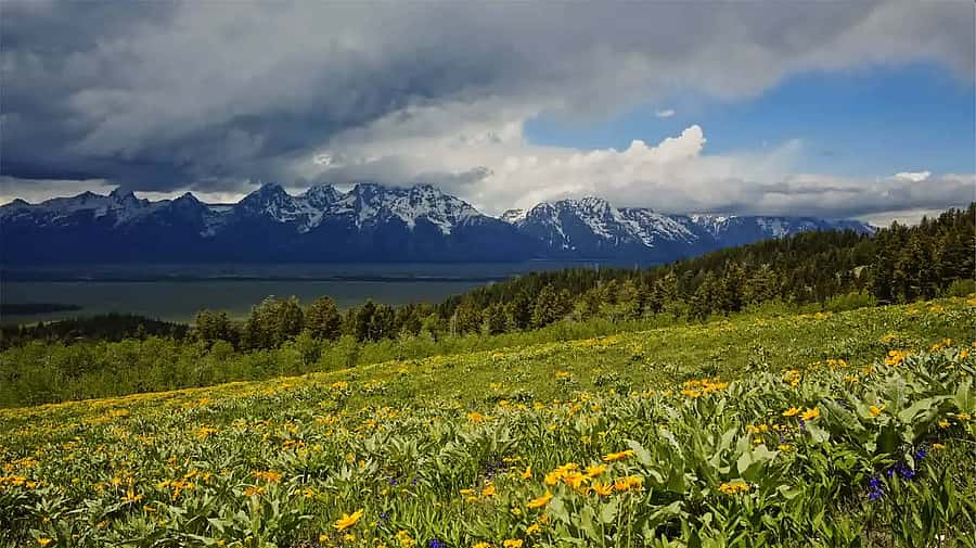 Wildflowers with a mountain backdrop, from the film "For Everything There Was a Season." Photo by Noah Waldron.
