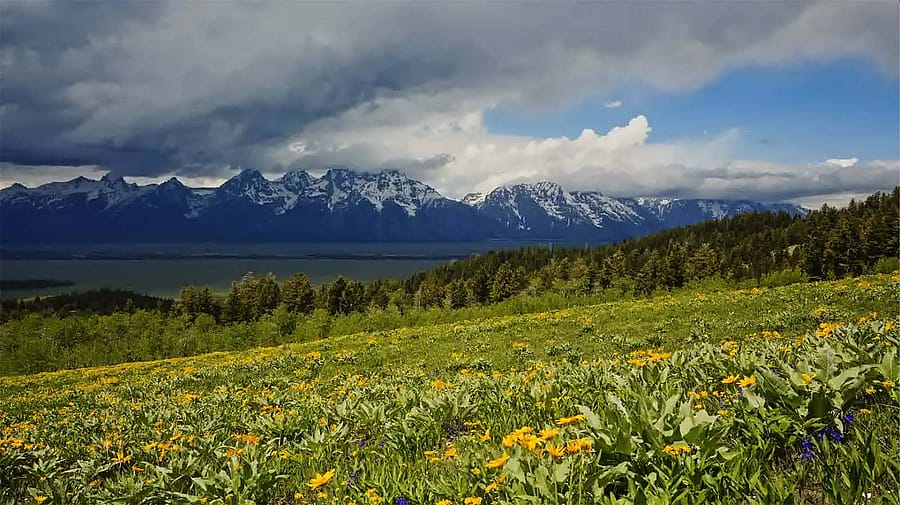 Wildflowers with a mountain backdrop, from the film "For Everything There Was a Season." Photo by Noah Waldron.