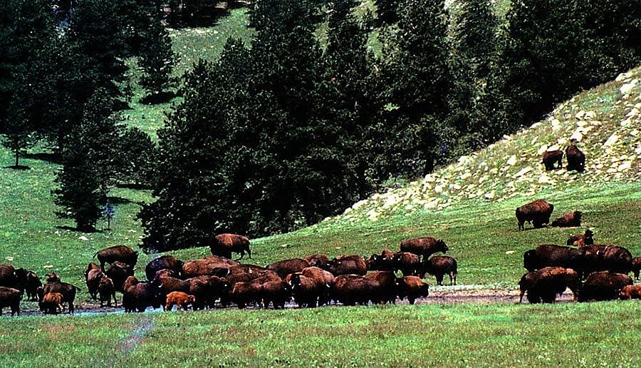 Bison in South Dakota's Wind Cave National Park, summer 1992. Photo by J. Jenkins, copyright 1992. Denver Museum of Natural History.