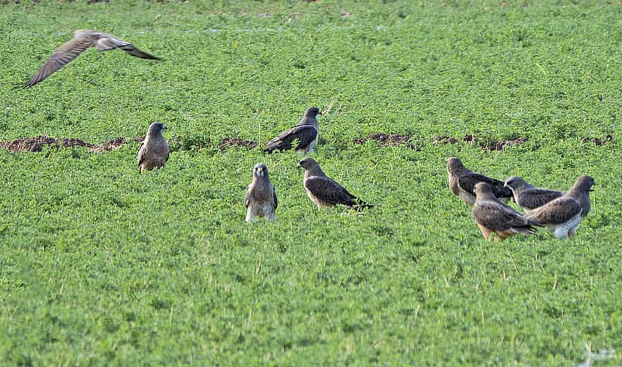 A Group of Swainson's Hunting On the Ground