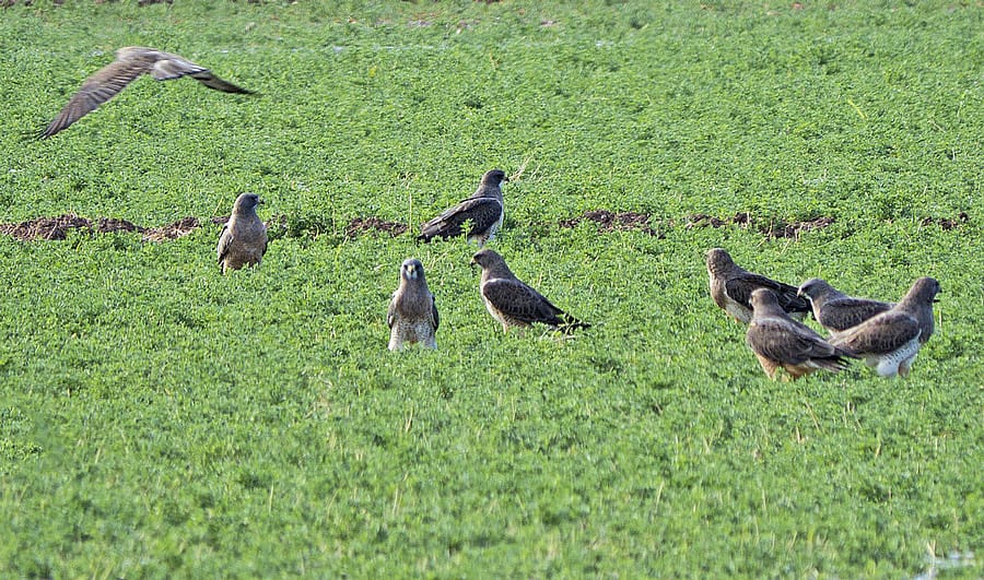 A Group of Swainson's Hunting On the Ground