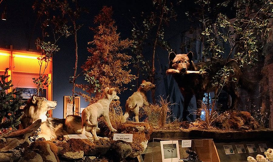 A wolf "family" in the Draper Natural History Museum. "Family Ties" Family Fun Day explores family interactions in the animal kingdom.