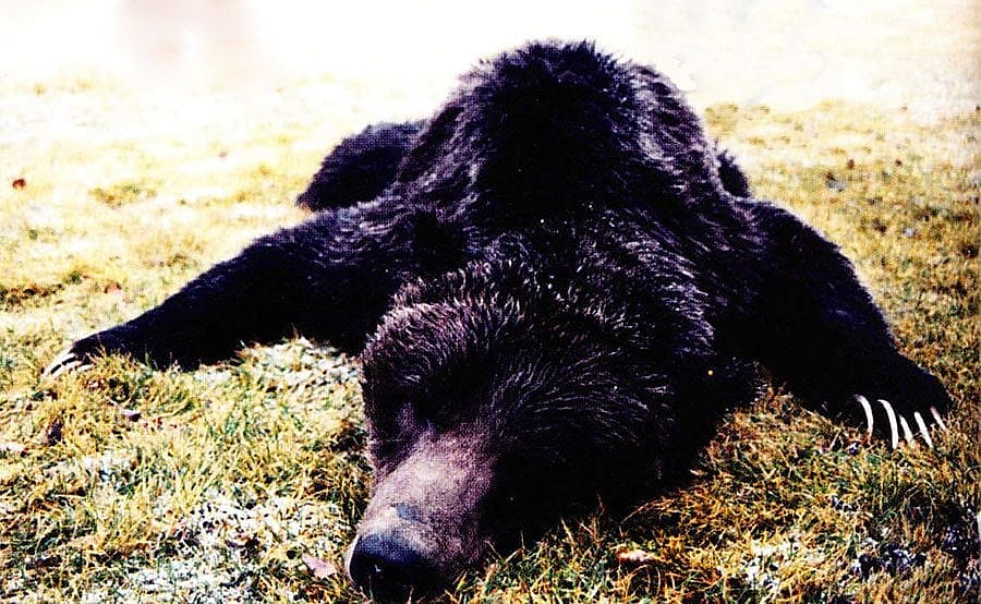 Bear Number 153 sleeps deeply after being trapped and tranquilized. Photo by Valarie Hamm.