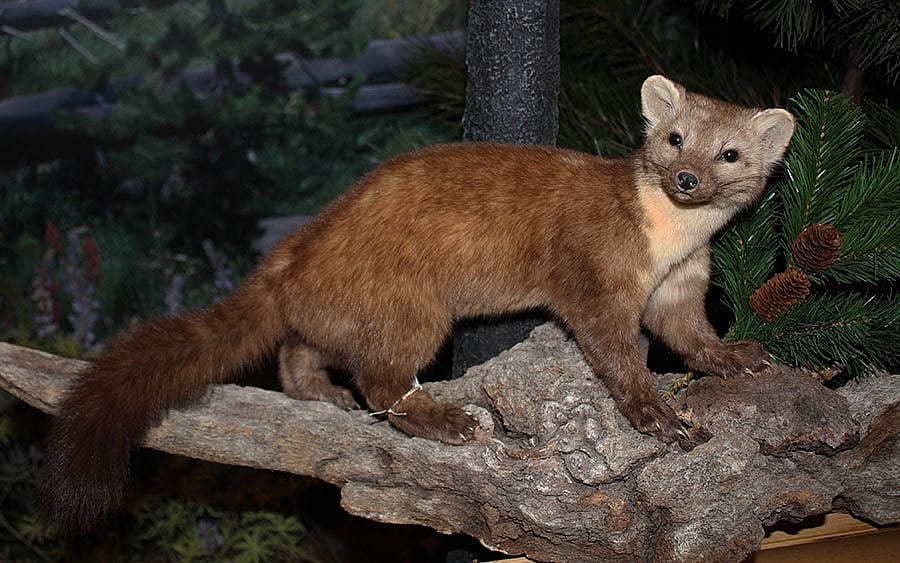 A Treasure from Our West: Treasures blog 158: American marten. DRA.305.183