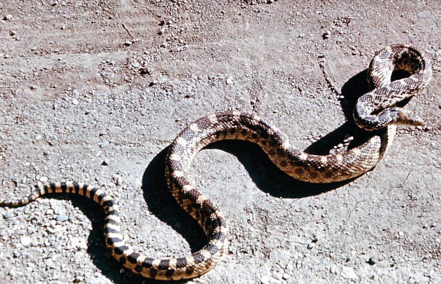 Bull snake. NPS photo.