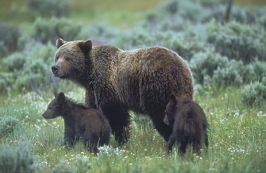 "Yellowstone grizzly bears" by Florian Schultz.