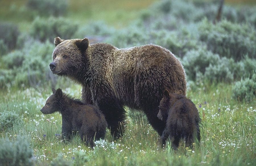 'Yellowstone grizzly bears' by Florian Schultz