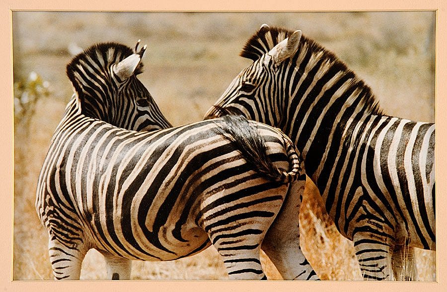 Zebras, from "African Perspectives"