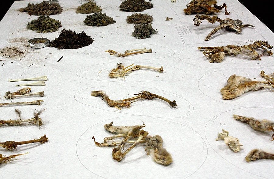 Prey remains are collected from nest sites and brought to the Draper Museum's Discovery Laboratory for identification. Photo by C.R. Preston.