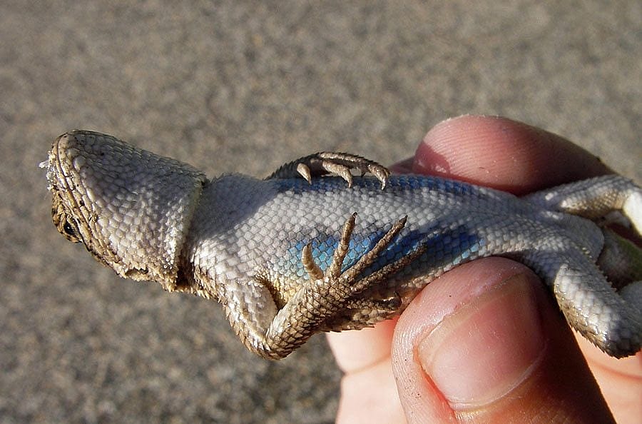 Here, the bright blue underside of the sagebrush lizard is evident. Wikipedia photo by Steve Jurvetson.