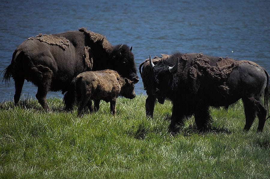 The modern bison is perhaps 50 percent smaller than its recent North American ancestors. Photo by Chris Gimmeson.