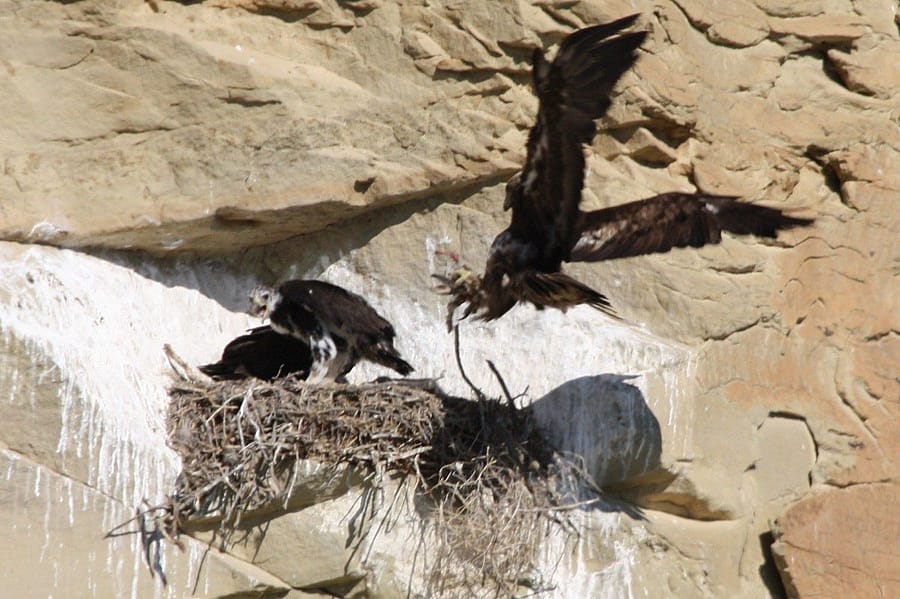 Meal delivery to the nest