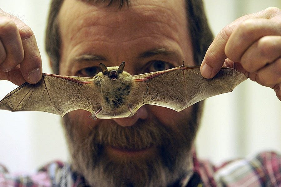 Philip McClinton and a California myotis rescued from the Center of the West in 2008.
