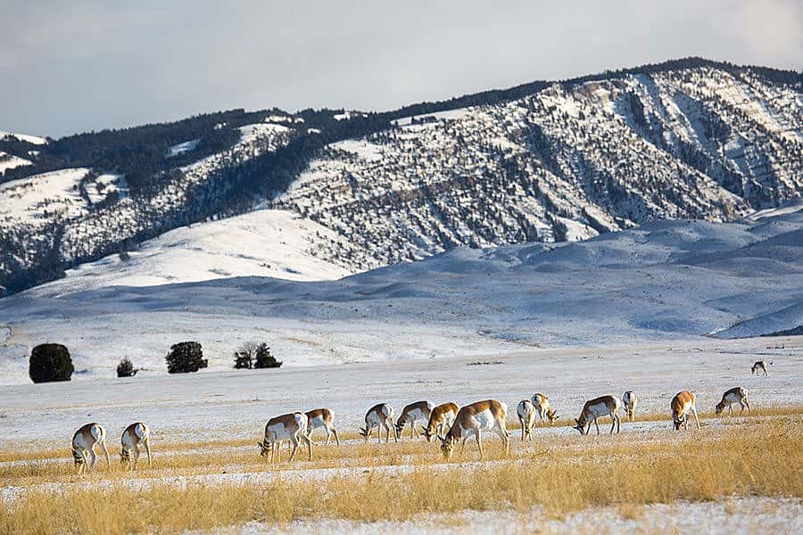 Pronghorn herd in Yellowstone, 12.12.15. NPS photo.