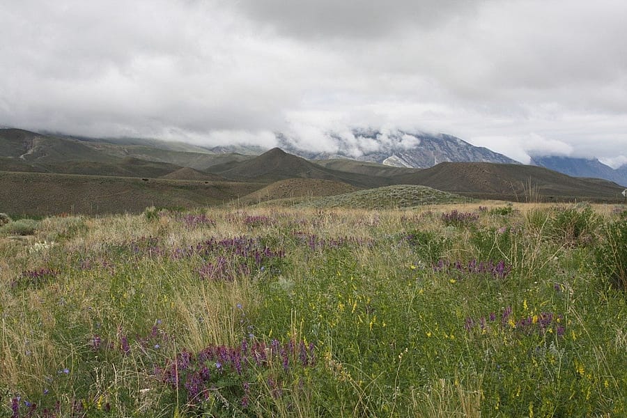 Wildflowers bloom in a Draper Natural History Museum study area as more moisture moves in from the west this afternoon.