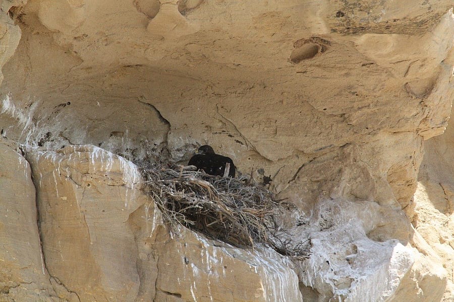 This is one of the Greater Yellowstone Raptor Experience's most dependable and productive nest sites in recent years.