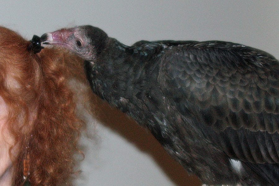 Suli plays with a trainer's hair at the Greater Yellowstone Raptor Experience