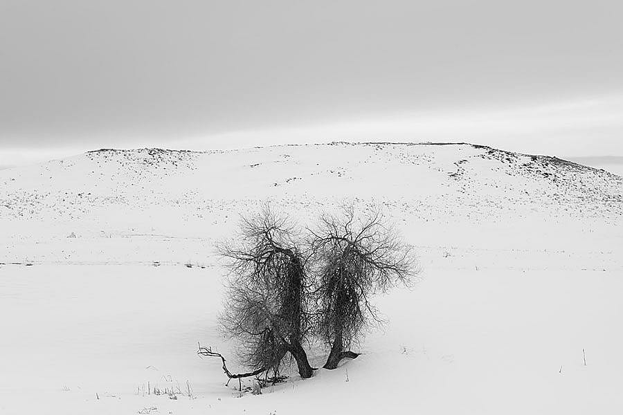 Two trees in Johnson County, Wyoming, March 6, 2014. Michael Berman photo.