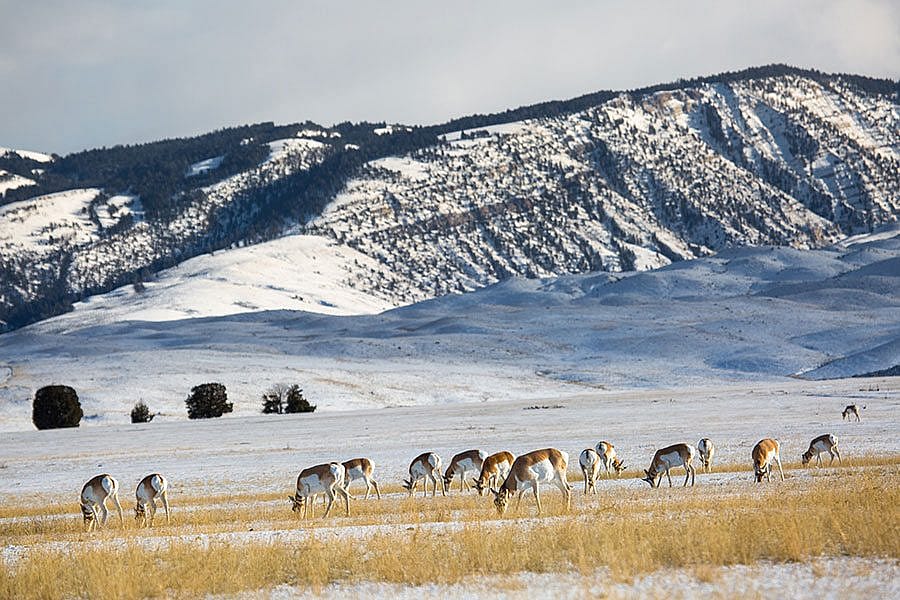 Pronghorn herd in Yellowstone, 12.12.15. NPS photo.