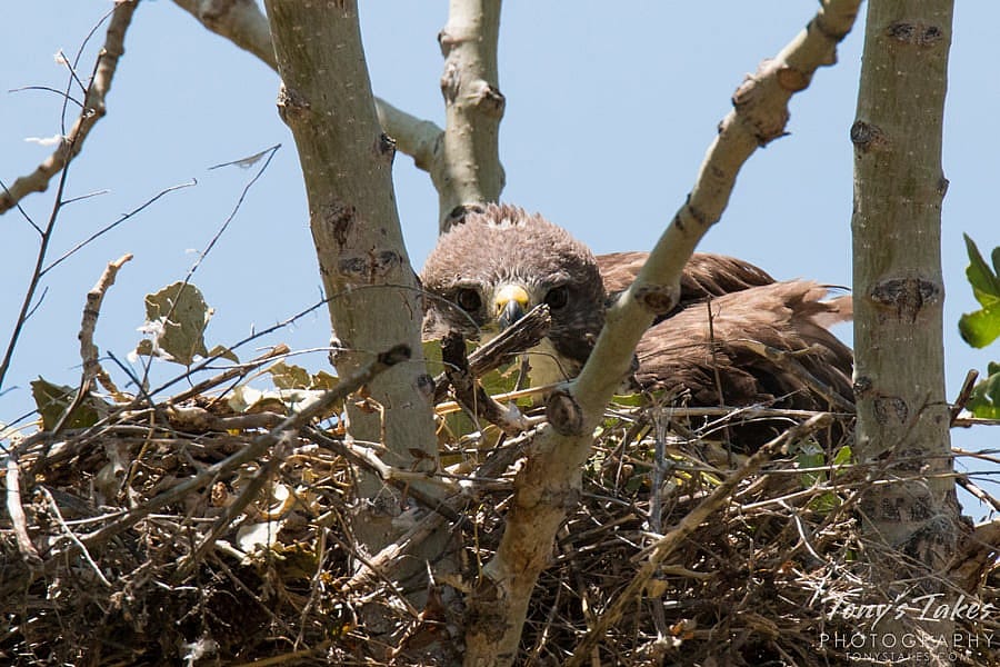 Female Swainson's Hawk Laying Low In a Nest