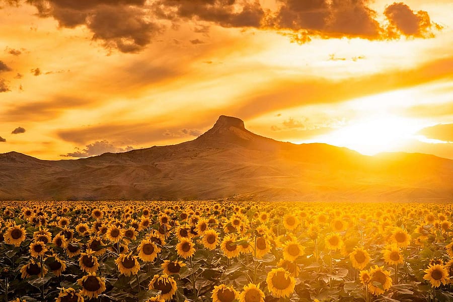 Sunflower field in front of Heart Mountain, Wyoming. Photo by Kinley Bollinger.