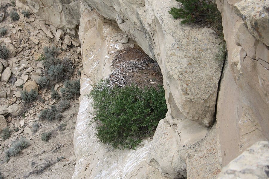 Nest 1A after single eagle fledged last week. There are at least three deer legs and part of a cottontail carcass in the nest. photo by C.R. Preston