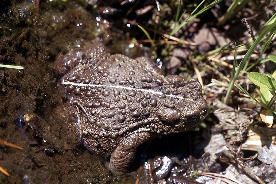 The boreal toad is the only toad in the Greater Yellowstone region. 1972, NPS photo.