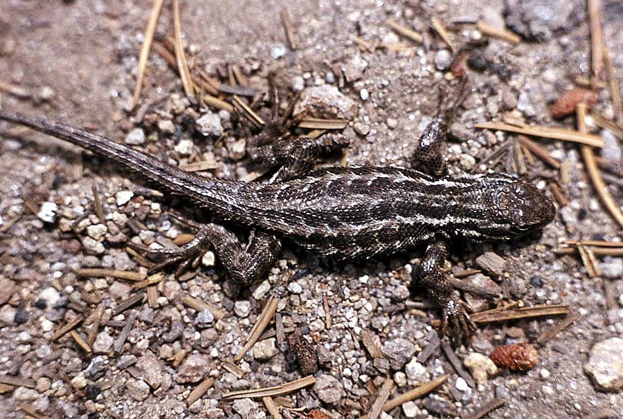 Sagebrush lizard in Yellowstone National Park, 1972. NPS photo.