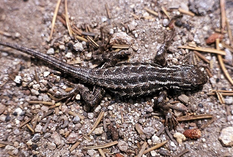Sagebrush lizard in Yellowstone National Park, 1972. NPS photo.