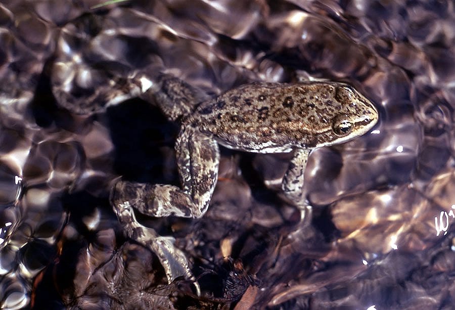 The Columbia spotted frog disappears into its surroundings. 1972, NPS photo.