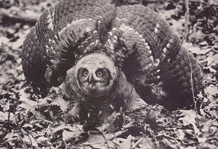 "Fierce and alert, this young great horned owl scared the authors' dog," page 126.