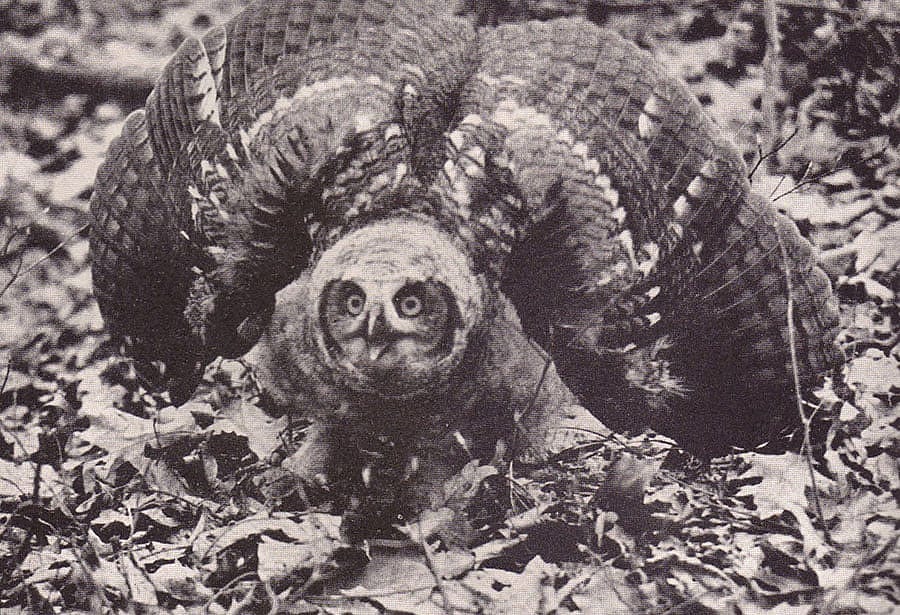 "Fierce and alert, this young great horned owl scared the authors' dog," page 126.