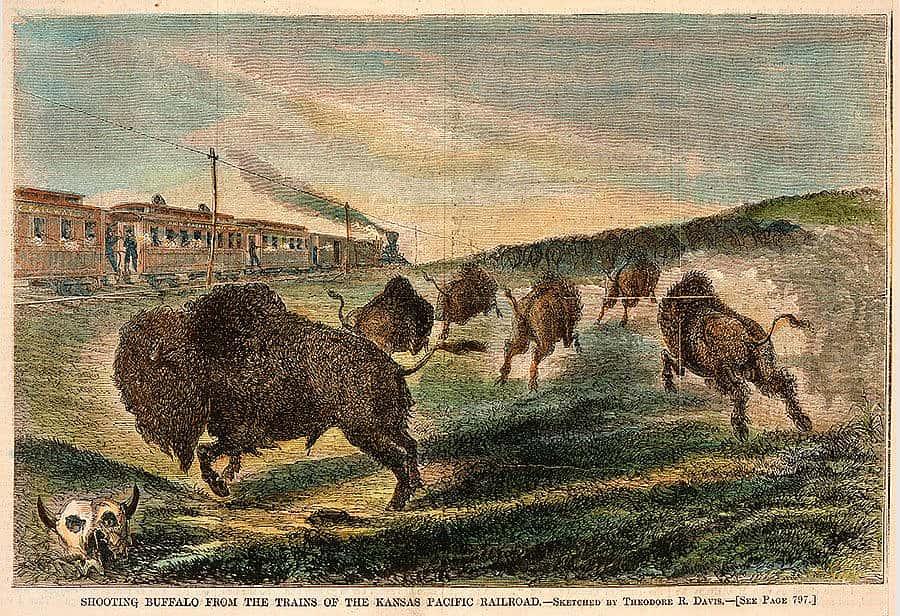 Several million years of evolution did not adequately prepare the bison for the dominant two-legged predators of the nineteenth century. T.R. Davis (1840-1894). Shooting Buffalo from the Trains of the Kansas Pacific Railroad, 1867. Engraving, 6 1/8 x 9 1/8 in. Gift of the Coe Foundation. 50.70