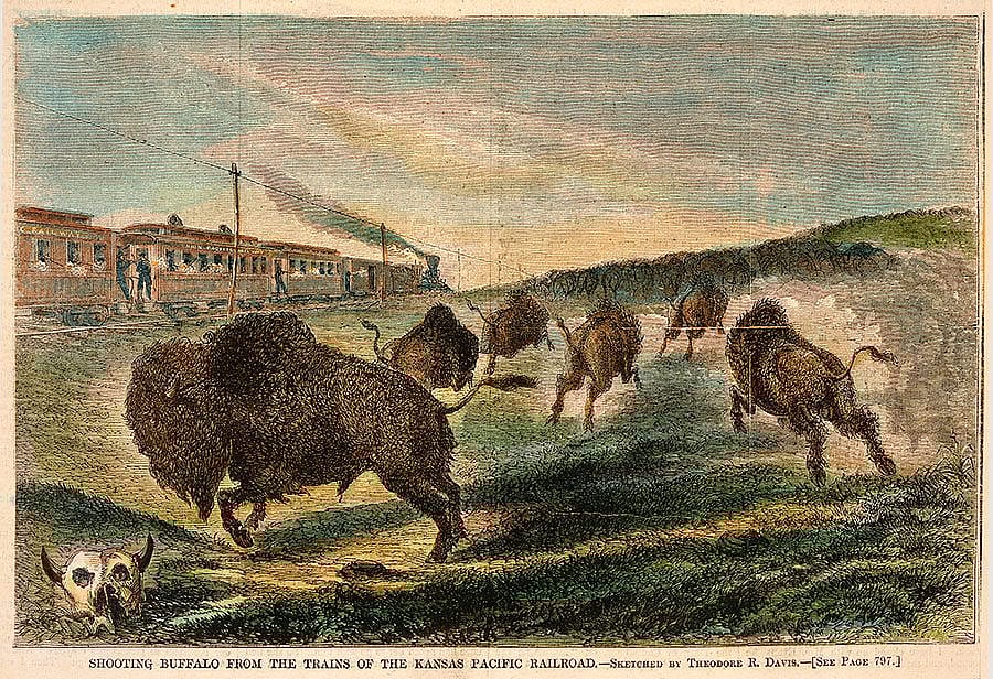 Several million years of evolution did not adequately prepare the bison for the dominant two-legged predators of the nineteenth century. T.R. Davis (1840-1894). Shooting Buffalo from the Trains of the Kansas Pacific Railroad, 1867. Engraving, 6 1/8 x 9 1/8 in. Gift of the Coe Foundation. 50.70