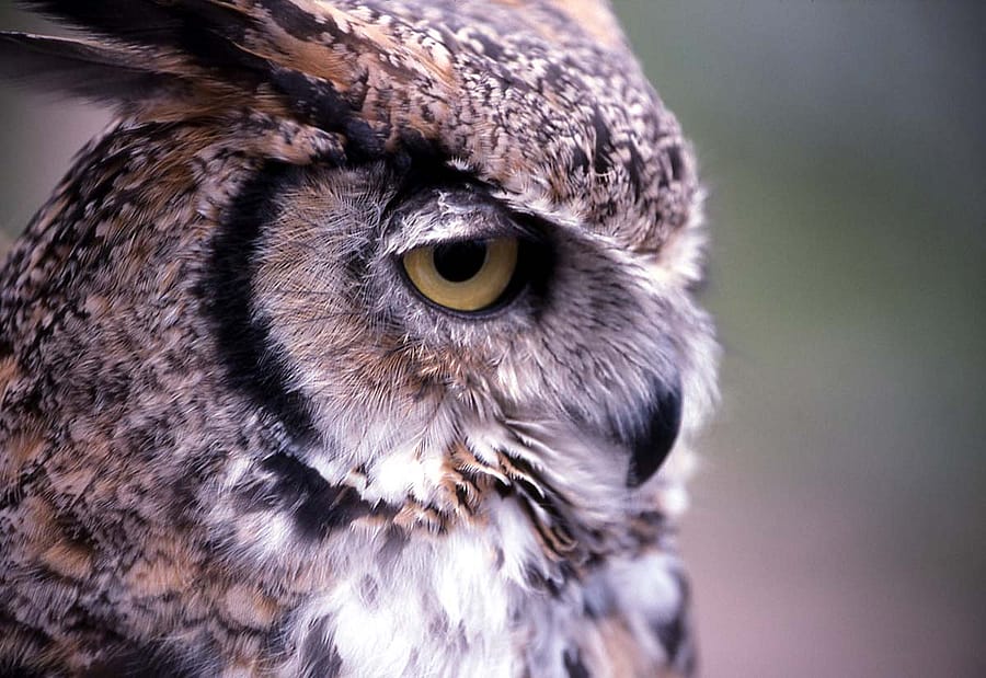 Great horned owl, 1996. National Park Service photo by Jim Peaco.