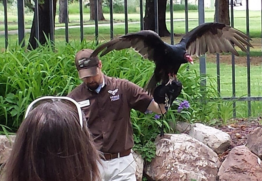 Suli the turkey vulture in action during the Draper Museum Raptor Experience