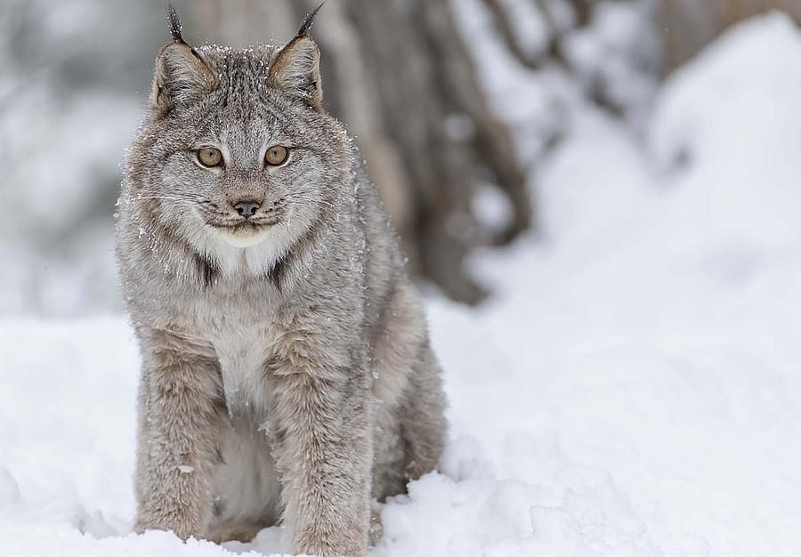 Canada lynx are differentiated from similar-looking cats by their completely black-tipped tail (bobcat tail tips are black above and white below), longer legs, more prominent ear tufts, lack of noticeable spotting, and larger paws.