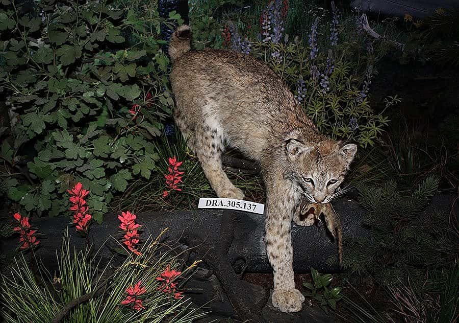 A Treasure from Our West: Bobcat. DRA.305.137