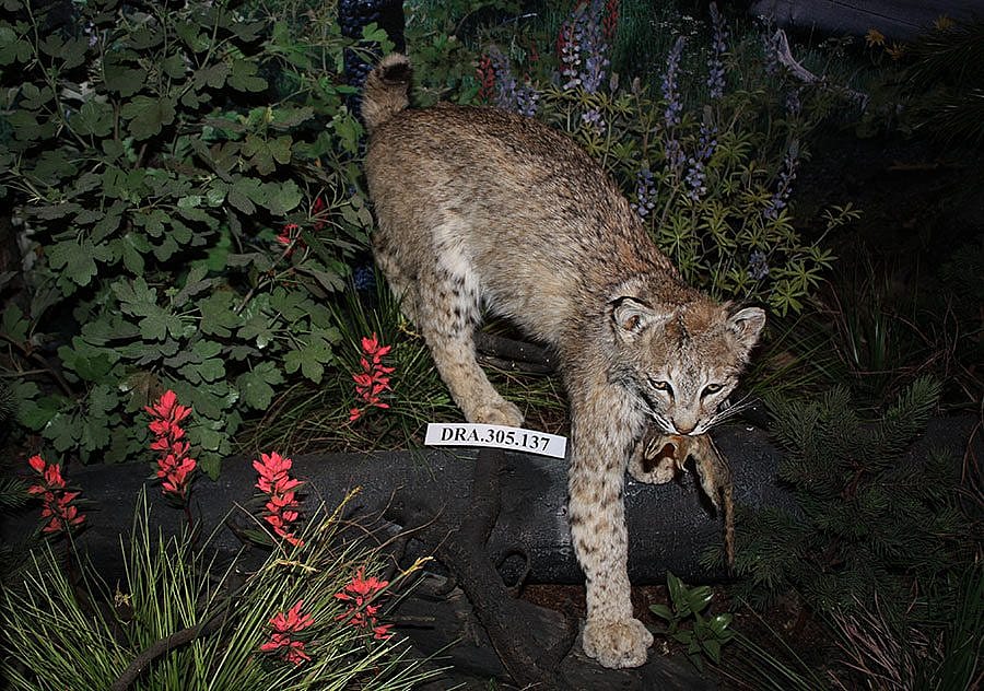 A Treasure from Our West: Bobcat. DRA.305.137
