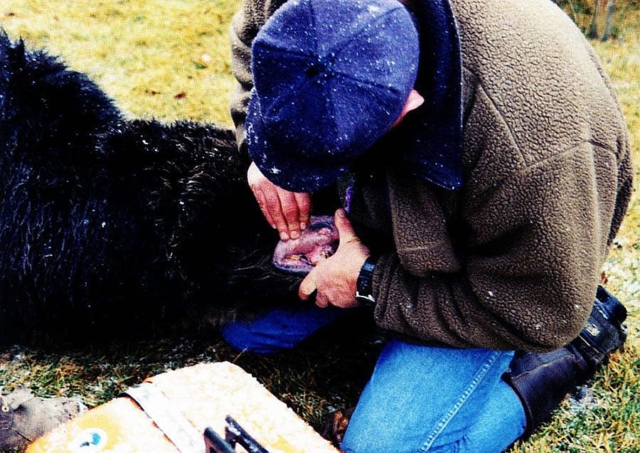 Mark Bruscino searches for a lip tattoo identification number on a nuisance bear. Photo by Valarie Hamm.