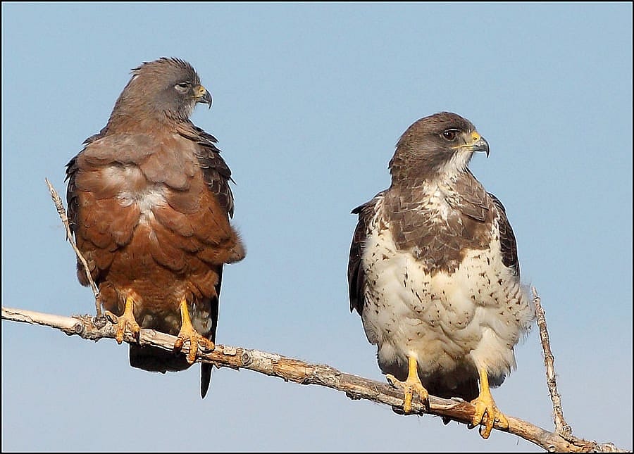 Rufous and Light Swainson's Hawks