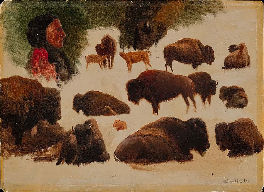 Fig. 8, "Studies of Bison," ca. 1859. Oil on paper. Gilcrease Museum, Tulsa, Oklahoma. Gift of the Thomas Gilcrease Foundation, 1955. 0126.25
