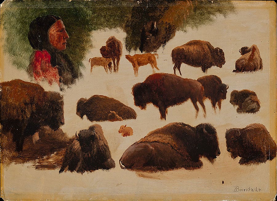 Fig. 8, "Studies of Bison," ca. 1859. Oil on paper. Gilcrease Museum, Tulsa, Oklahoma. Gift of the Thomas Gilcrease Foundation, 1955. 0126.25